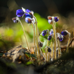 Hepatica Nobilis Flowers in Early Spring. Macro Snapshot of Blue Color Flowers with Shallow Depth of Field. Abstract Spring Background