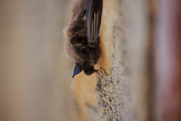 Chiroptera Sleeps on Wall
