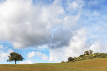 Obraz premium Sicilian landscape. Italy.