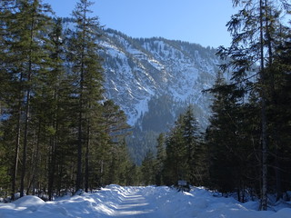 Nadelwald im Isartal
