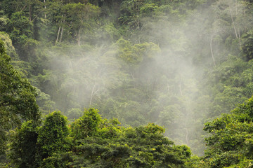 Rainforest in the mist