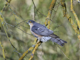 Eurasian sparrowhawk (Accipiter nisus)