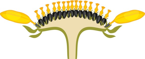 Flower head or pseudanthium in cross section. Structure of sunflower inflorescence - obrazy, fototapety, plakaty