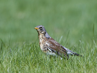 Fieldfare (Turdus pilaris)