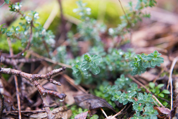 Small green plant in forest with water drops