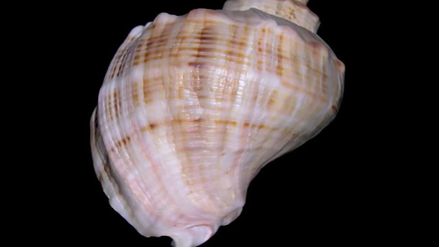 Seashell Isolated on Black Background – Orange and White Seashell