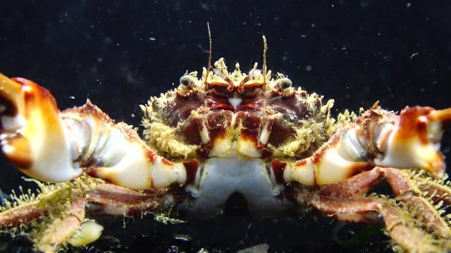 Hairy crab (Pilumnus hirtellus), medium shot. Black Sea. Ukraine.