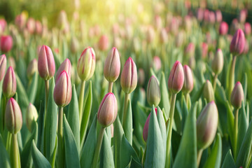 Plantation of tulips in the greenhouse . The flower farm.