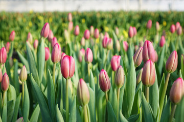 Plantation of tulips in the greenhouse . The flower farm.