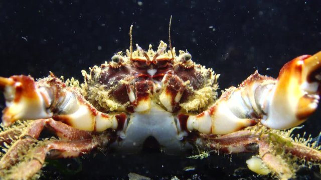 Hairy crab (Pilumnus hirtellus), medium shot. Black Sea. Ukraine.