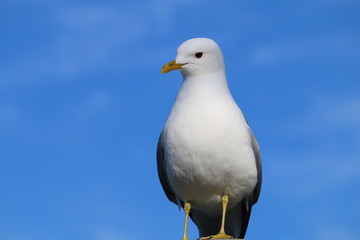 Canon Eos 70D