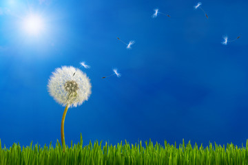 Dandelion in sunlight releasing seeds.