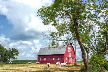 cute white sheep grazing in front of old red barn