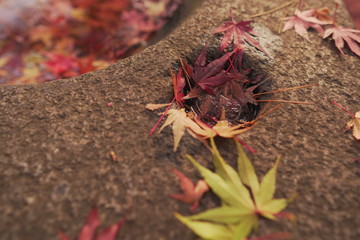石の上に落ちた紅葉のアップ