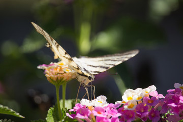 Podalirio Iphiclides Podalirius on Lantana
