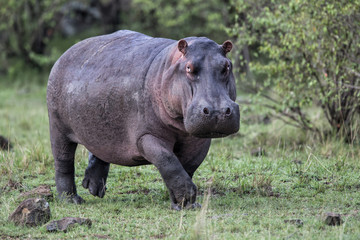 Hippo running in the grass in Masai Mara National Park in Kenya
