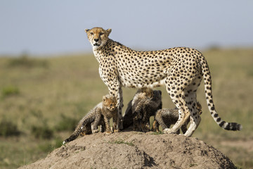 Cheetah mother with cubs on an anthill in Masai Mara National Park in Kenya