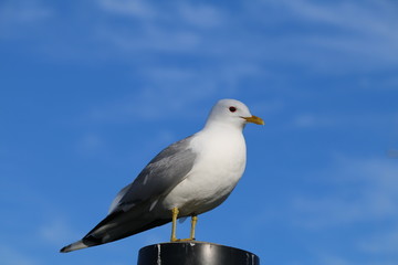 Canon Eos 70D