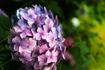 Hydrangea Flowers in the Garden