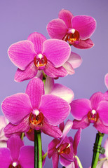 Obraz na płótnie Canvas Colorful Purple phalaenopsis orchid with Purple wall background