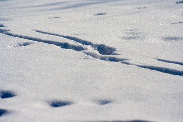 Fototapeta na wymiar traces on snow background