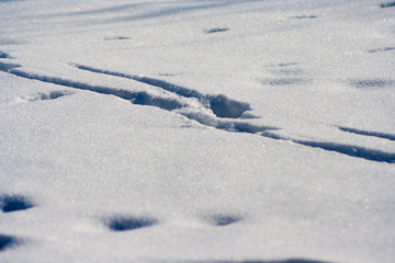 Obraz premium traces on snow background