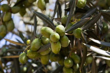 branch with olives on olive tree