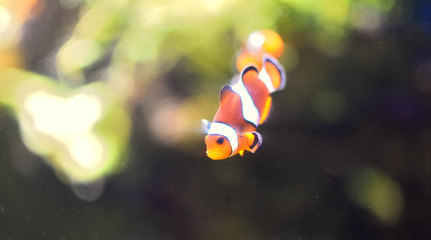 poisson clown