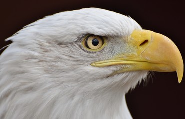 A Bald Eagle (Haliaeetus leucocephalus) on a black background.