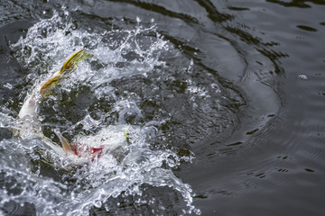 Caught pike fish trophy in water with splashing. Fishing background