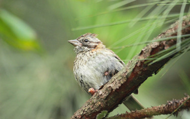 Sparrow bird perched in the forest