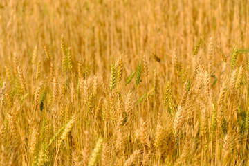 Fototapeta premium barley in field conversion test at North Thailand,rice golden color,barley for background