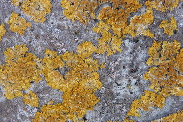 moss orange red on gray concrete close-up mold abstract pattern back wall concrete floor