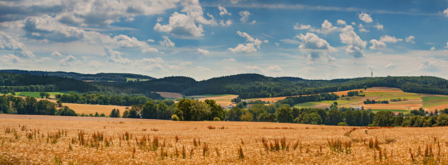 Naklejka premium Green field and blue sky with light clouds. Wide photo.
