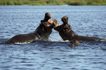The common hippopotamus (Hippopotamus amphibius), or hippo lying in water. Two large males fight in muddy water.