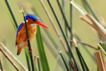 The malachite kingfisher (Corythornis cristatus) sitting on the reed. Kingfisher with green...