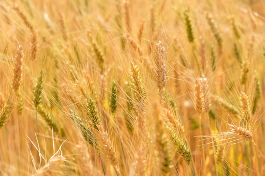barley in field conversion test at North Thailand,rice golden color,barley for background © gexphos