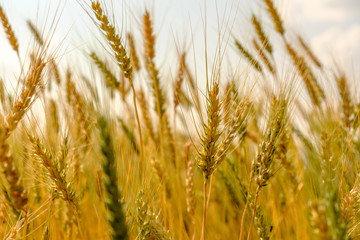 barley in field conversion test at North Thailand,rice golden color,barley for background