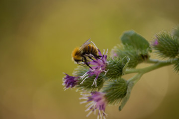  Bee on Silybum marianum  