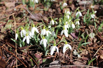 Schneeglöckchen (Galanthus nivalis) in der Natur, Nahaufnahme