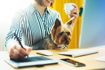 graphic designer working with digital stylus on background monitor computer, smile hipster manager using pen with dog, female hands graw on portable tablet, jorkshire terrier looking work process