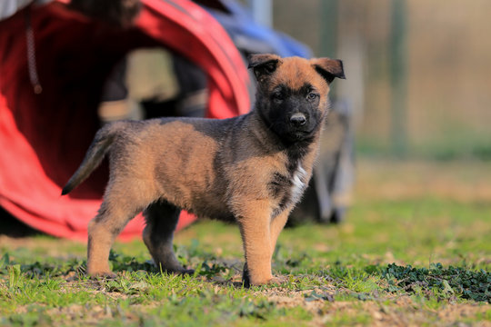 Puppy belgian shepherd