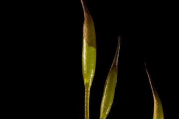 Sporophyte of Tortula moss (Tortula muralis)