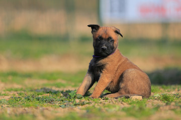 Puppy belgian shepherd