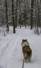 Follow the collie dog