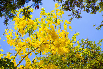 Golden shower tree with blue sky background.