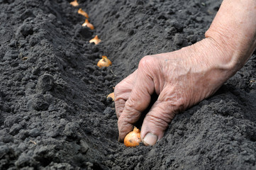 gardener's hand planting onion in the vegetable garden