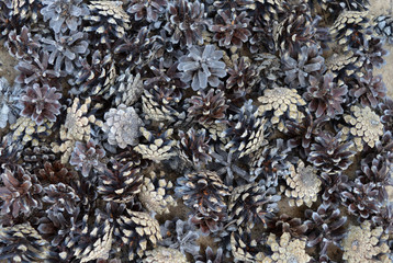 cones of coniferous trees wood texture natural forest
