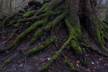 Moss covered tree roots