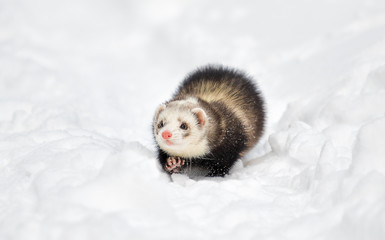 ferret outdoors on snow in winter